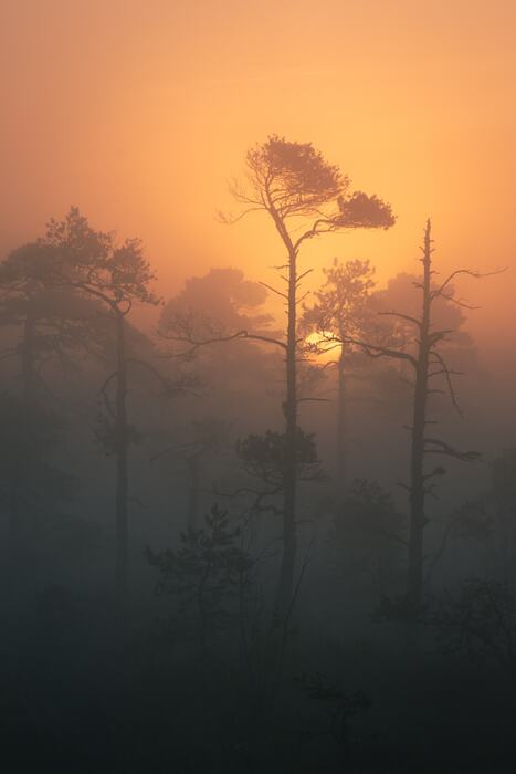 "Sunrise in a Bog (II)" by Marju Must, photography, 27.6" x 19.7"